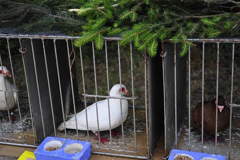 Výstava drobného zvířectva se konala po celý víkend ve Staňkovicích.