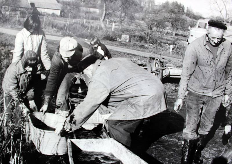 Výlov rybníka v Chlebech byla samozřejmě především práce.