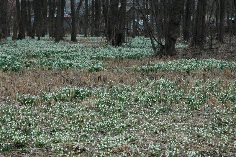 Předjaří.