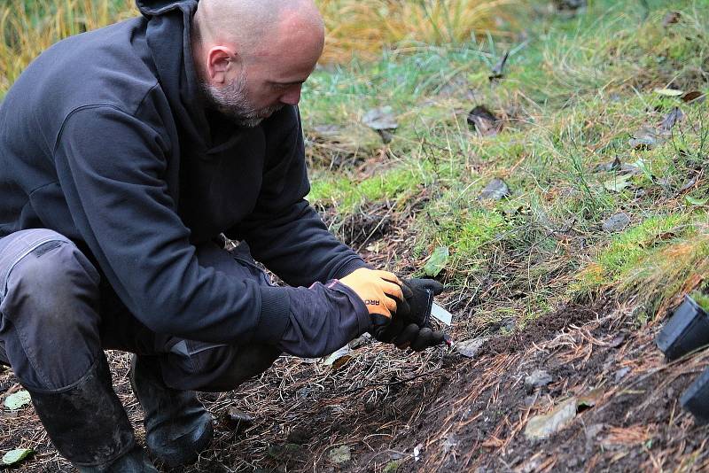 Celkem 1050 sazenic kuřičky hadcové vysadí v lesích kolem vodní nádrže Švihov pracovníci Botanického ústavu Akademie věd ČR.