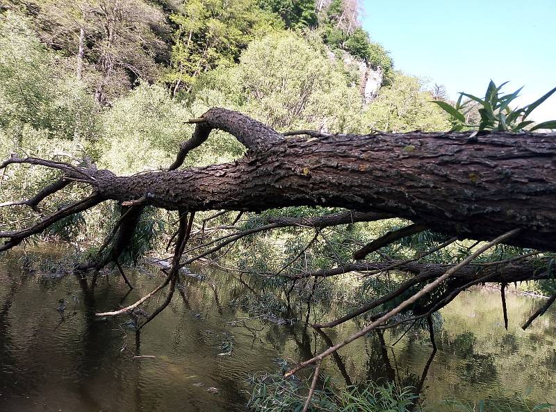 V Českém Šternberku padla do řeky Sázavy mohutná vrba.