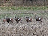 Stádo muflonů z Bukovan.