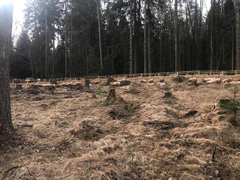 Nehoda nákladního auta s prasaty u Trhového Štěpánova. Některá se rozutekla do lesa.