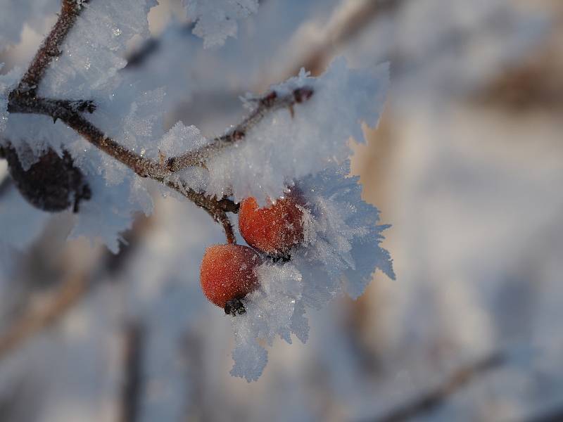 Poslední skutečně mrazivý den letošní zimy, kdy bylo nějakých -18°C, zvěčnila naše čtenářka Káča Skalská.