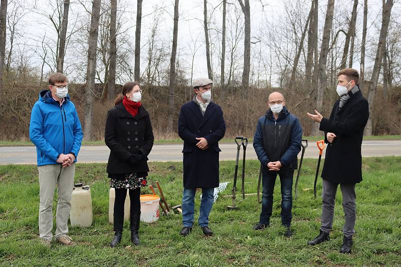 Z obnovy ořešákové aleje podél silnice vedoucí z Benešova na Vlašim.