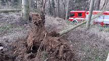 Vysoký Chlumec-strom spadlý na hasičské auto, pohled na vývrat od kořene.