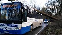 Spadlý strom na autobus na silnici mezi Benešovem a Konopištěm.