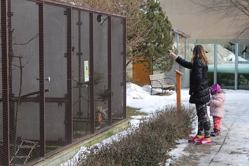 Zahájení nové sezony ve vlašimské paraZOO naštěstí neprovázely silné mrazy.