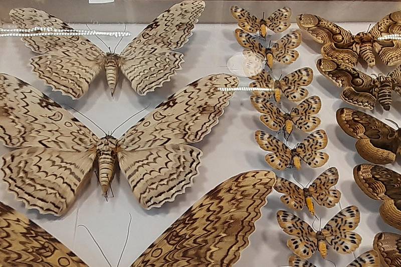 Z výstavy entomologa Otakara Ježka v infocentru na Ješutově náměstí v Bystřici.