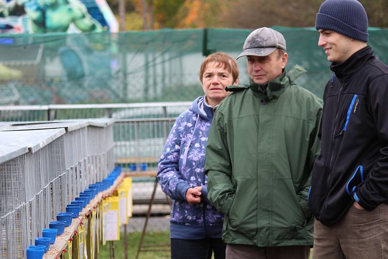 V týneckém Náklí se během posvícenského víkendu konala tradiční výstava chovatelů drobného zvířectva z místní organizace ČSCH.