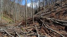 Lesáci varují, v příštích dnech nevstupujte do lesa! Kmeny a kořeny stromů mohou být narušené.