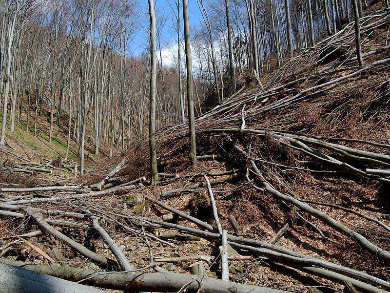 Lesáci varují, v příštích dnech nevstupujte do lesa! Kmeny a kořeny stromů mohou být narušené.