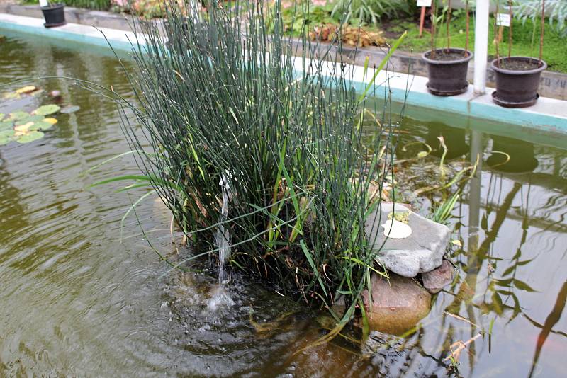 Konopišťská Růžová zahrada nabízí malebný pohled na vzhledné exteriéry, příjemně překvapí i tamější skleníky se zajímavou flórou.