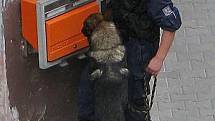 Policejní psovod hledá bombu na poště v Benešově.