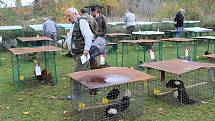 V týneckém Náklí se během posvícenského víkendu konala tradiční výstava chovatelů drobného zvířectva z místní organizace ČSCH.