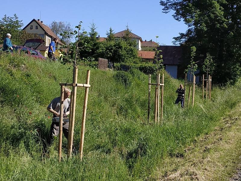 Sázení lip a sakur v Peceradech a Chrástu nad Sázavou.