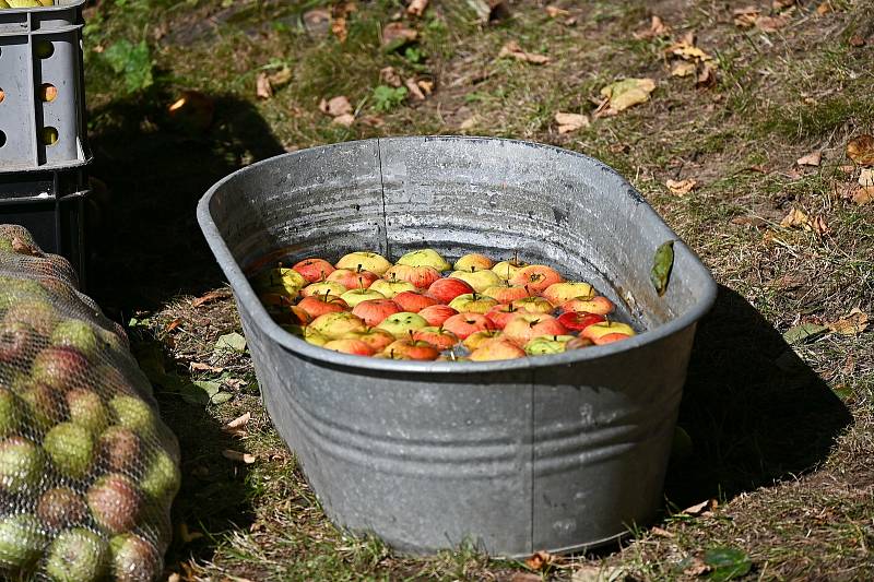 Podzimní jablkobraní ve Vlašimi.