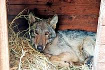 Zhruba půlroční vlk Bubla tráví rehabilitaci po těžkém úrazu a operaci v Záchranné stanici pro živočichy v Pavlovicích.