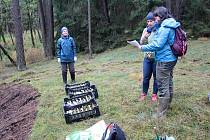 Celkem 1050 sazenic kuřičky hadcové vysadí v lesích kolem vodní nádrže Švihov pracovníci Botanického ústavu Akademie věd ČR.