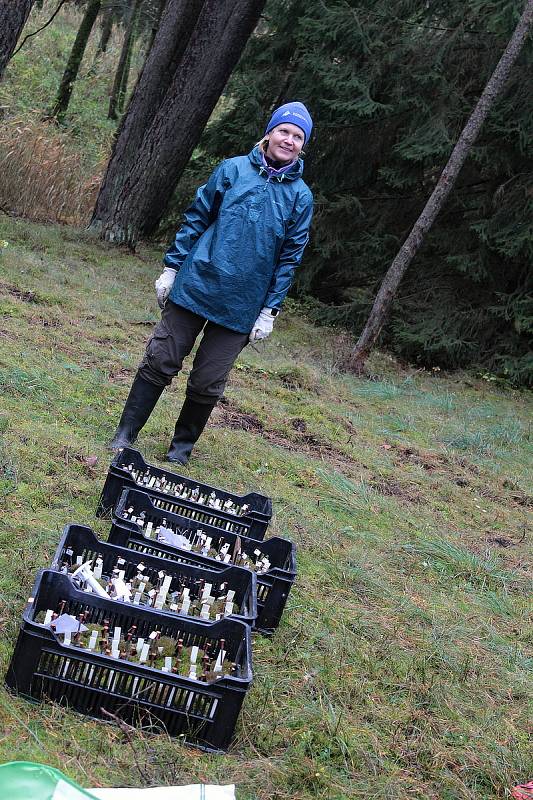 Celkem 1050 sazenic kuřičky hadcové vysadí v lesích kolem vodní nádrže Švihov pracovníci Botanického ústavu Akademie věd ČR.