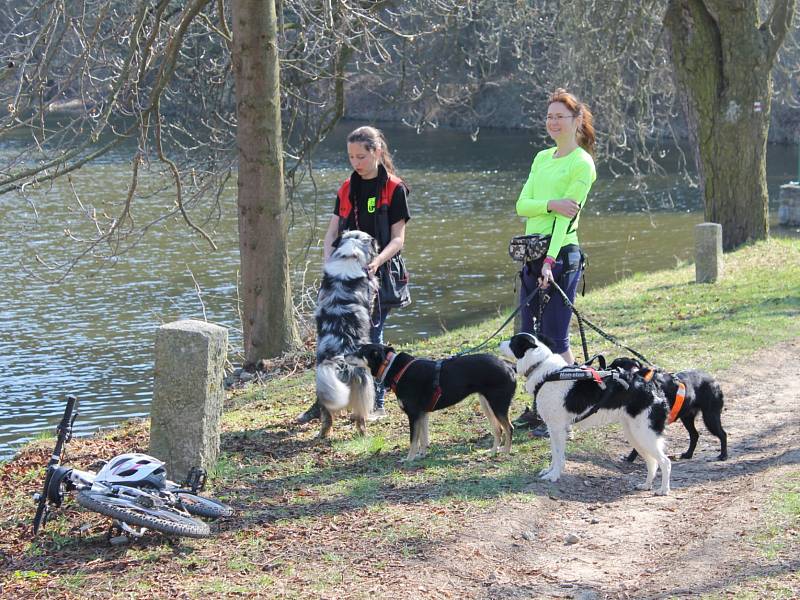 Mladí ochránci pořádají v  letošním roce různé benefiční akce, aby podpořili zvířata z vlašimské paraZOO.