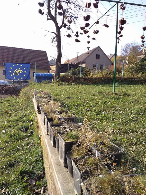 Život pro kuřičku hadcovou je projekt, který má za cíl zvýšit velikost populace této rostliny.