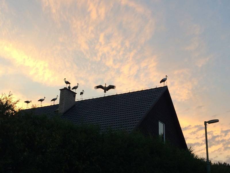 Hejno asi šedesáti čápů ještě v Trhovém Štěpánově neviděli. Ptáci sedali na domy, lampy i střechu kostela.