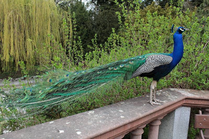 Konopišťská Růžová zahrada nabízí malebný pohled na vzhledné exteriéry, příjemně překvapí i tamější skleníky se zajímavou flórou.