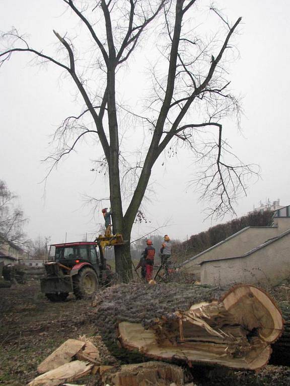 Topoly stojící za zemním valem na východní straně stadionu utrpěly při jarních poryvech větru a město je muselo nechat ošetřit