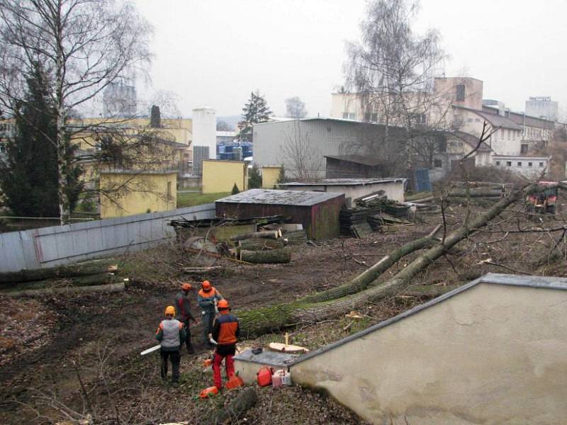 Topoly stojící za zemním valem na východní straně stadionu utrpěly při jarních poryvech větru a město je muselo nechat ošetřit