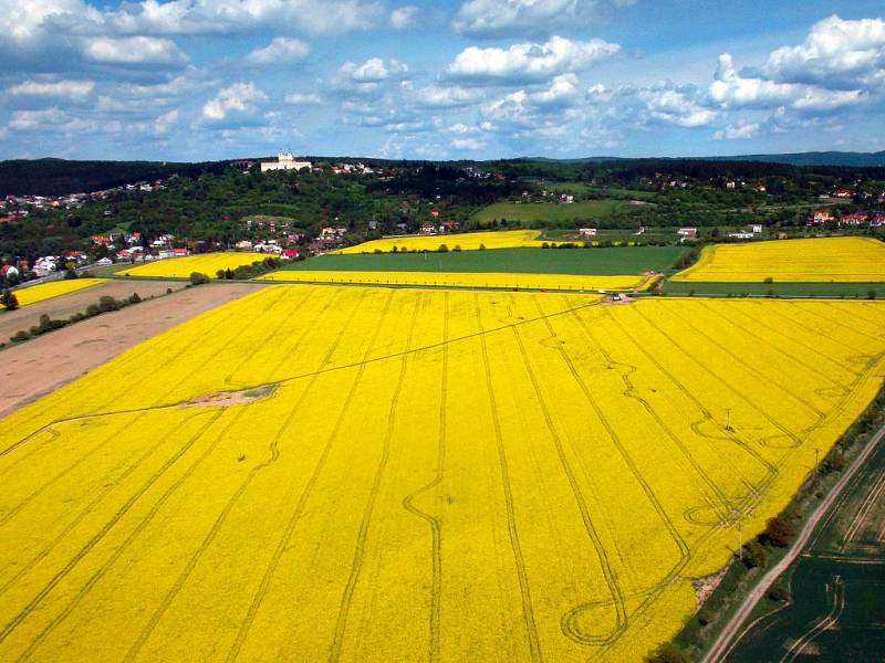 Obchodovat s řepkou se vyplácí, ale ne vždy.