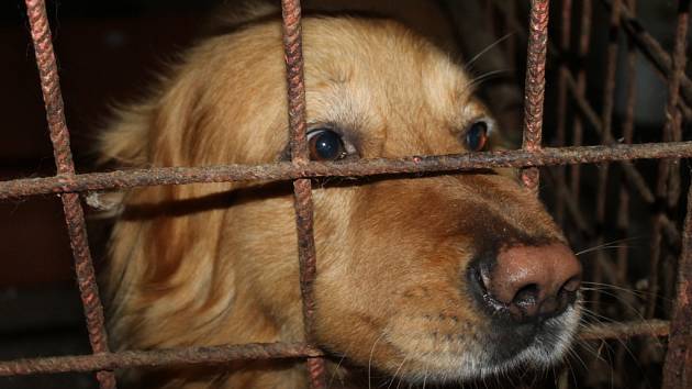 Psům v Psím útulku Maršovice podle pracovníků veterinární správy nic neschází.