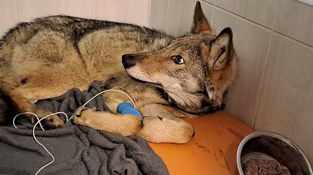 Zraněný krušnohorský vlk na Vlašimsku.