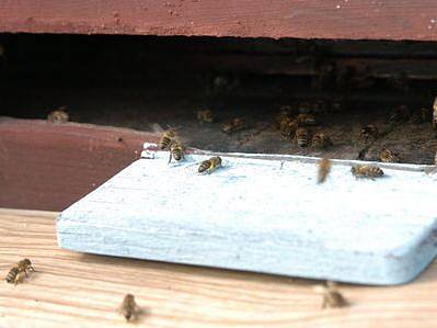 Ilustrační foto: Pravidelné dotace by měly včelařům na Benešovsku opět pomoci