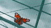 Motýlárium v Ochraně fauny Votice.