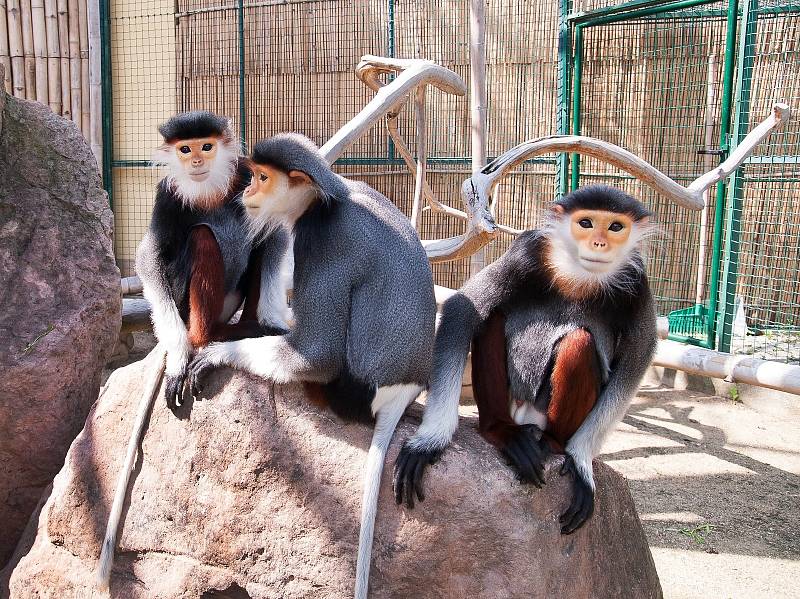 Languři v Zoo Chleby.
