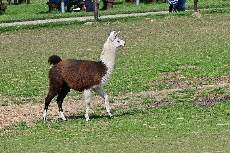 Ve Farmaparku Soběhrdy.