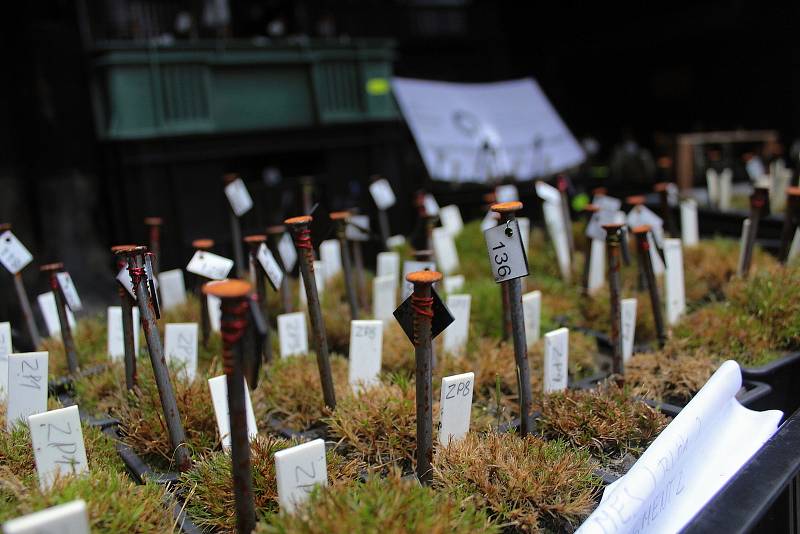 Celkem 1050 sazenic kuřičky hadcové vysadí v lesích kolem vodní nádrže Švihov pracovníci Botanického ústavu Akademie věd ČR.