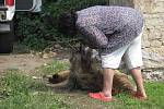 Zubožené opuštěné psy v Lisovicích, které jejich majitelka nechala volně pobíhat po vsi musela majitelka psího útulku uspat narkotizační puškou a za pomoci strážníků odvézt do kotců. 