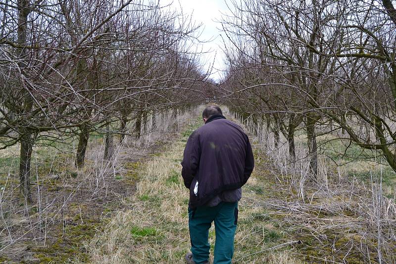 Někteří uprchlíci se na Kladensku už zapojili do práce na farmě.