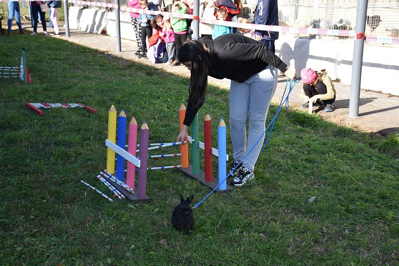 Z prodejní výstavy, kterou uspořádali kladenští chovatelé.