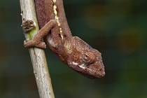 Chameleoni v Zooparku Zájezd.