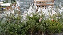 Prodej vánočních stromků začal, od loňska na Kladensku ani moc nepodražily.