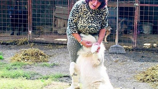 Dagmar Harigelová svoje psy miluje a jak sama už mnohokrát řekla, dala by za ně život.