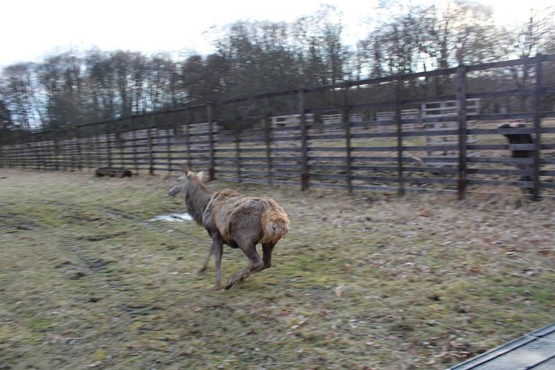 Jelena čeká podle všeho měsíc v karanténní obůrce.