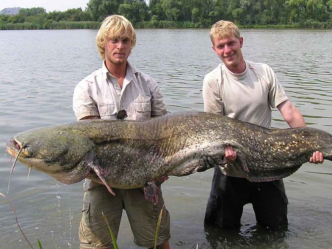 Za takovými obřími sumci někteří rybáři cestují až dva tisíce kilometrů daleko. Jakub Vágner (vlevo) tohoto sumce chytil na Záplavách. 