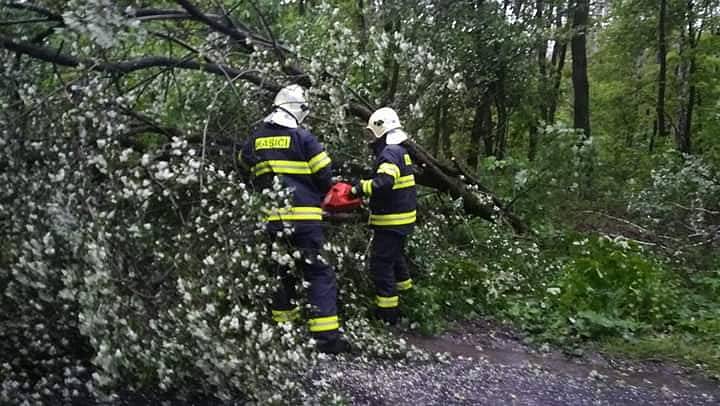 Odstraňování padlého stromu po silném větru a dešti.