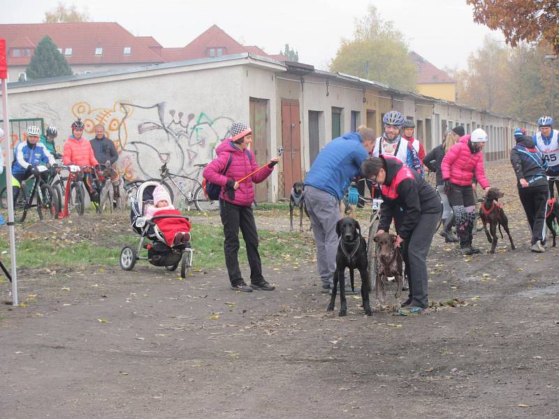 První listopadový víkend patřil ve Stochově psím spřežením.