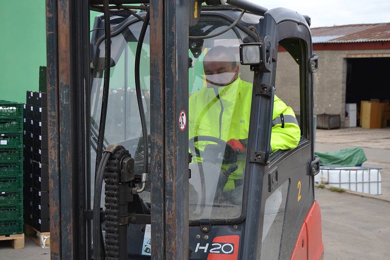 Někteří uprchlíci se na Kladensku už zapojili do práce na farmě.