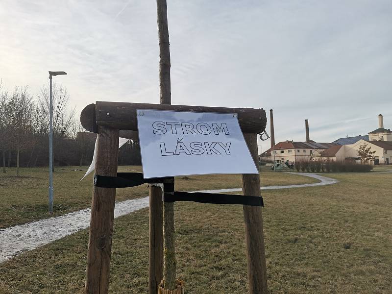 Kladno má svůj strom lásky, najdete ho na Panské louce.